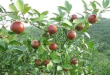 Pi Network上主网后的价值好比茶油，贵的有理由！_派想网