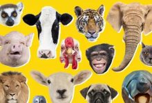 TNND：这种人才是PI的最终赢家！失算了赶紧转变自己的角色还来的急！_派想网