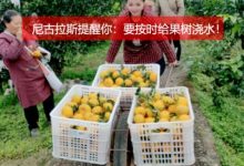 快讯！尼古拉斯对身份认证进行了解答，汉语版的清单出来了..._派想网