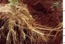 Pi：本和末、价值和价格的主次关系_派想网